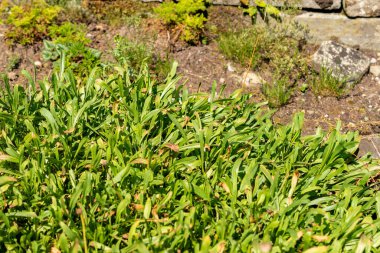 Saint Gallen, İsviçre, 18 Ağustos 2025 Erigeron Ursinus veya botanik bahçesindeki ayı nehri pire fabrikası