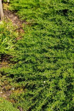 Saint Gallen, İsviçre, 18 Ağustos 2025 Satureja Spicigera veya botanik bahçesindeki sürünen tuzlu bitki