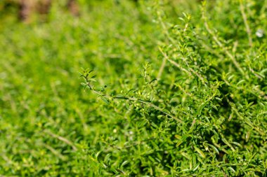 Saint Gallen, İsviçre, 18 Ağustos 2025 Satureja Spicigera veya botanik bahçesindeki sürünen tuzlu bitki