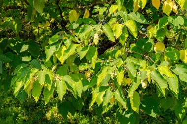 Zürih, İsviçre, 6 Ağustos 2025 Broussonetia Papyrifera veya botanik bahçesindeki kağıt dut bitkisi