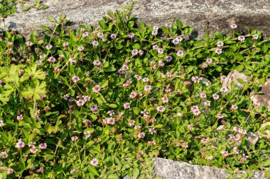 Zürih, İsviçre, 6 Ağustos 2025 Phyla Filiforis bitkisi botanik bahçesinde.