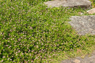 Zürih, İsviçre, 6 Ağustos 2025 Phyla Filiforis bitkisi botanik bahçesinde.