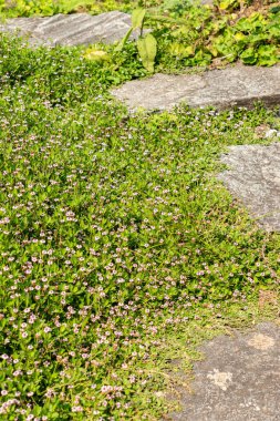 Zürih, İsviçre, 6 Ağustos 2025 Phyla Filiforis bitkisi botanik bahçesinde.