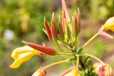 Zürih, İsviçre, 6 Ağustos 2025 Oenothera Flava veya botanik bahçesindeki sarı akşam primerose fabrikası