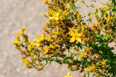 Zürih, İsviçre, 6 Ağustos 2025 Hypericum Perforatum veya botanik bahçesindeki Saint Johns Wort