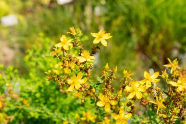 Zürih, İsviçre, 6 Ağustos 2025 Hypericum Perforatum veya botanik bahçesindeki Saint Johns Wort