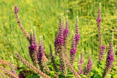 Zürih, İsviçre, 6 Ağustos 2025 Teucrium Hircanicum bitkisi botanik bahçesinde.