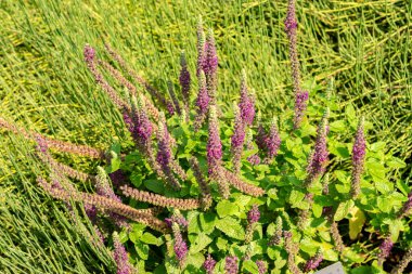 Zürih, İsviçre, 6 Ağustos 2025 Teucrium Hircanicum bitkisi botanik bahçesinde.