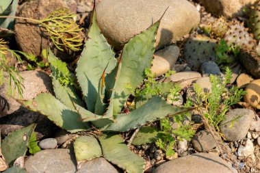 Zürih, İsviçre, 6 Ağustos 2025 Agave Parryi veya botanik bahçesindeki mescal agave bitkisi