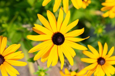 Zürih, İsviçre, 6 Ağustos 2025 Rudbeckia Fulgida Sullivantii veya botanik bahçesindeki portakal konisi çiçeği