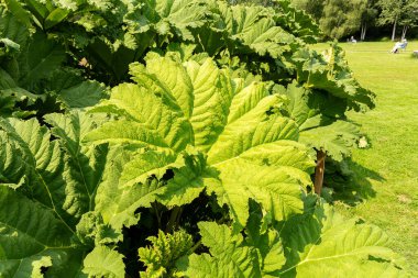 Zürih, İsviçre, 6 Ağustos 2025 Gunnera Tinctoria veya botanik bahçesindeki dev ravent bitkisi