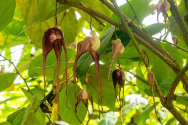 Zürih, İsviçre, 6 Ağustos 2025 Aristo Tricaudata tesisi botanik bahçesinde.