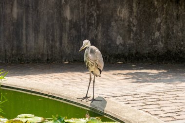 Zürih, İsviçre, 6 Ağustos 2025 Heron botanik bahçesindeki bir göletin kenarında duruyor.
