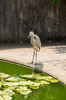 Zürih, İsviçre, 6 Ağustos 2025 Heron botanik bahçesindeki bir göletin kenarında duruyor.