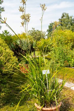 Zürih, İsviçre, 6 Ağustos 2025 Anigozanthos Flavidus veya botanik bahçesindeki kanguru pençesi bitkisi