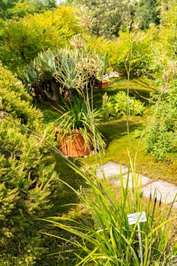 Zürih, İsviçre, 6 Ağustos 2025 Anigozanthos Flavidus veya botanik bahçesindeki kanguru pençesi bitkisi