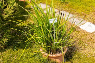 Zürih, İsviçre, 6 Ağustos 2025 Anigozanthos Flavidus veya botanik bahçesindeki kanguru pençesi bitkisi