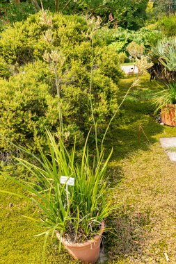 Zürih, İsviçre, 6 Ağustos 2025 Anigozanthos Flavidus veya botanik bahçesindeki kanguru pençesi bitkisi