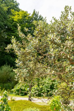 Zürih, İsviçre, 6 Ağustos 2025 Acca Sellowiana veya botanik bahçesindeki feijoa bitkisi