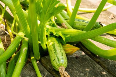 Zürih, İsviçre, 6 Ağustos 2025 Botanik Bahçesindeki Cucurbita Pepo fabrikası