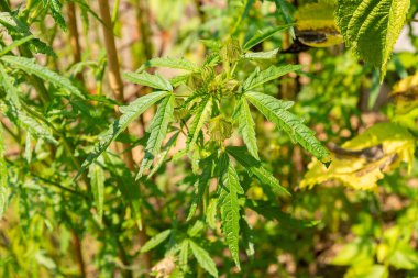 Zürih, İsviçre, 6 Ağustos 2025 Hibiscus Cannabinus veya botanik bahçesindeki kenaf bitkisi
