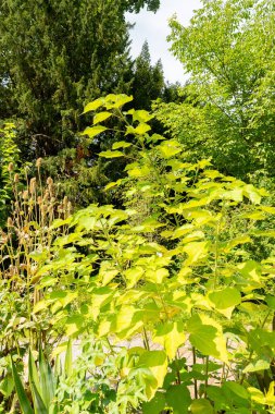 Zürih, İsviçre, 6 Ağustos 2025 Boehmeria Nivea veya botanik bahçesindeki ramie bitkisi