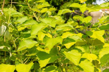 Zürih, İsviçre, 6 Ağustos 2025 Boehmeria Nivea veya botanik bahçesindeki ramie bitkisi