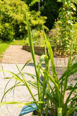 Zürih, İsviçre, 6 Ağustos 2025 Saccharum Officinarum veya botanik bahçesindeki şeker kamışı fabrikası