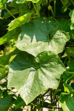 Zürih, İsviçre, 6 Ağustos 2025 Benincasa Hispida veya botanik bahçesindeki balmumu kabağı bitkisi