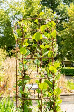 Zürih, İsviçre, 6 Ağustos 2025 Basella Alba Rubra veya botanik bahçesindeki malabar ıspanak bitkisi