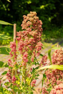 Zürih, İsviçre, 6 Ağustos 2025 Chenopodium Quinoa bitkisi botanik bahçesinde.
