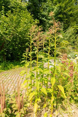 Zürih, İsviçre, 6 Ağustos 2025 Amaranthus Caudatus Kiwicha veya botanik bahçesindeki püskül çiçeği bitkisi