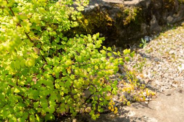 Zürih, İsviçre, 6 Ağustos 2025 Thalictrum Eksi veya botanik bahçesindeki daha az çayır bitkisi