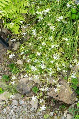 Zürih, İsviçre, 6 Ağustos 2025 Anthericum Ramosum veya botanik bahçesindeki St. Bernards zambak bitkisi.