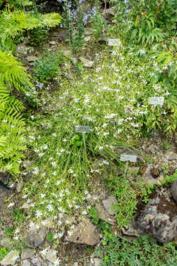 Zürih, İsviçre, 6 Ağustos 2025 Anthericum Ramosum veya botanik bahçesindeki St. Bernards zambak bitkisi.