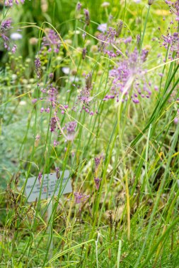 Zürih, İsviçre, 6 Ağustos 2025 Dianthus Hyssopifolius veya botanik bahçesindeki fırfırlı pembe bitki