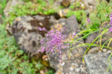 Zürih, İsviçre, 6 Ağustos 2025 Dianthus Hyssopifolius veya botanik bahçesindeki fırfırlı pembe bitki