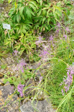 Zürih, İsviçre, 6 Ağustos 2025 Dianthus Hyssopifolius veya botanik bahçesindeki fırfırlı pembe bitki