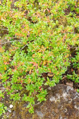 Zürih, İsviçre, 6 Ağustos 2025 Rhododendron Hirsutum veya botanik bahçesindeki kıllı alpenrose bitkisi