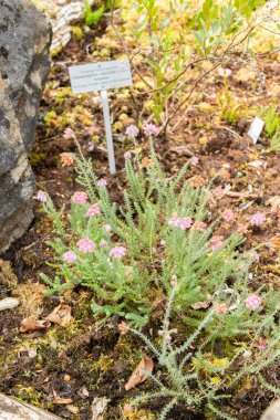 Zürih, İsviçre, 6 Ağustos 2025 Erica Tetralix veya botanik bahçesindeki terk edilmiş fundalık