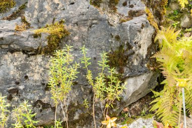 Zürih, İsviçre, 6 Ağustos 2025 Rododendron Groenlandicum veya botanik bahçesindeki bataklık çay fabrikası
