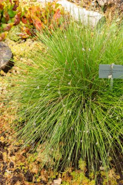 Zürih, İsviçre, 6 Ağustos 2025 Eriophorum Vaginatum veya botanik bahçesindeki Tussock pamuk çimi fabrikası