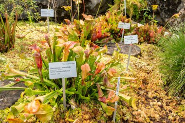 Zürih, İsviçre, 6 Ağustos 2025 Sarracenia Oreophila veya botanik bahçesindeki yeşil sürahi fabrikası