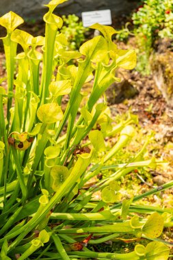 Zürih, İsviçre, 6 Ağustos 2025 Sarracenia Flava veya botanik bahçesindeki sarı sürahi fabrikası