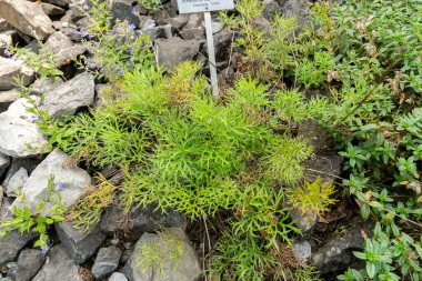 Zürih, İsviçre, 6 Ağustos 2025 Pulsatilla Armena bitkisi botanik bahçesinde