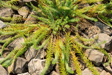 Zürih, İsviçre, 6 Ağustos 2025 Linum Alpinum veya botanik bahçesindeki alp keten fabrikası
