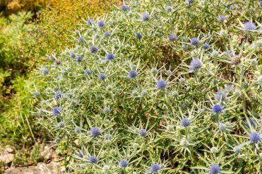 Zürih, İsviçre, 6 Ağustos 2025 Eryngium Amethystinum veya botanik bahçesindeki İtalyan eryngo bitkisi