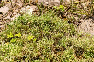 Zürih, İsviçre, 6 Ağustos 2025 Botanik Bahçesindeki Erysium Rhaeticum fabrikası