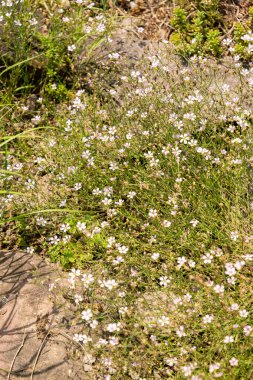 Zürih, İsviçre, 6 Ağustos 2025 Petrorhagia Saxifraga veya botanik bahçesindeki tunik çiçek