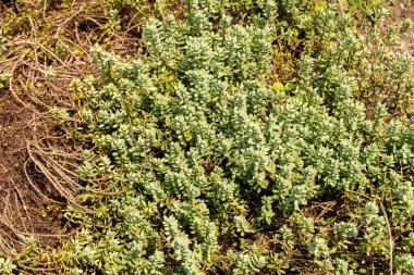 Zürih, İsviçre, 6 Ağustos 2025 Veronica Pinguifolia veya disk botanik bahçesinde hebe bitkisinden ayrıldı.